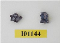 藏品(魚骨)的圖片